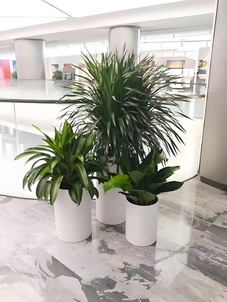 探寻宁波慈溪花卉租赁方案，装点多彩世界